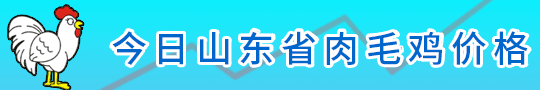 山東肉毛雞報價 今日山東肉毛雞價格